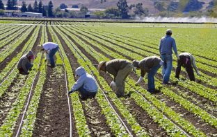DHS Allows Agricultural Guestworkers to Stay Indefinitely