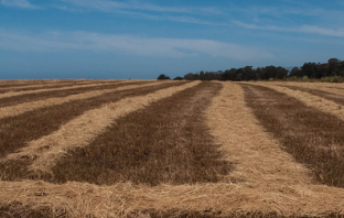 Proving a Labor Shortage in Agriculture: A Job American Researchers Can’t Do